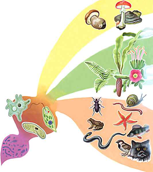 Рисунок царств природы. Эволюция живых организмов. Биологические иллюстрации. Разнообразие живых существ. Рисунок на тему биология.