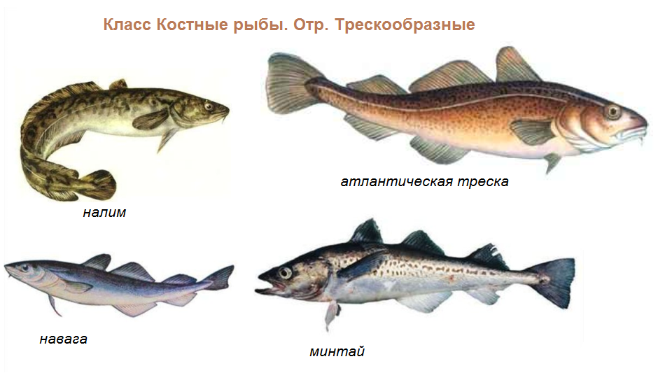Лососевые промысловая рыба