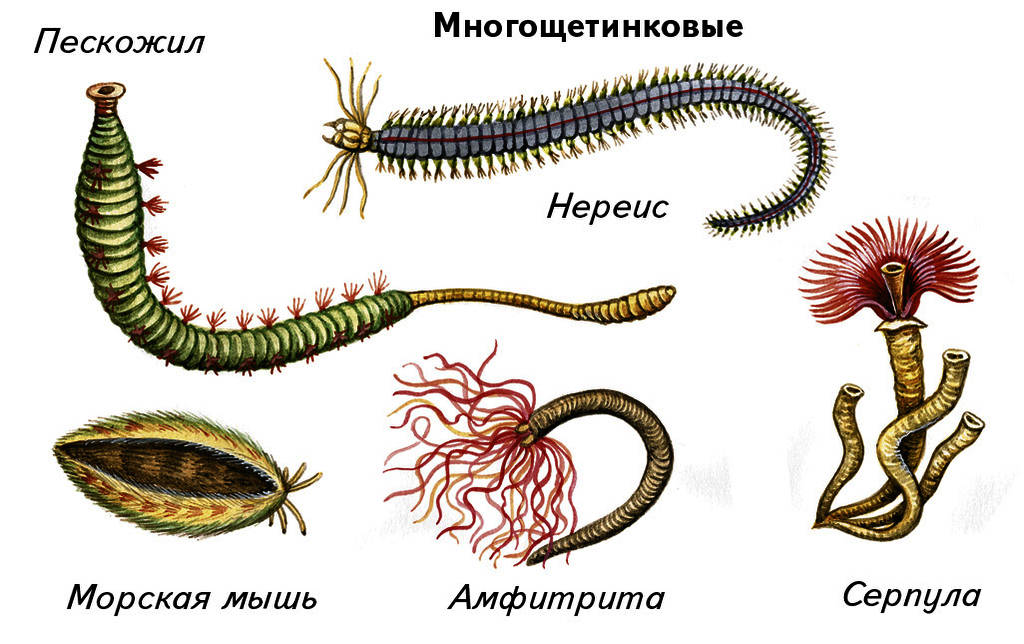 Кольчатые черви группа организмов