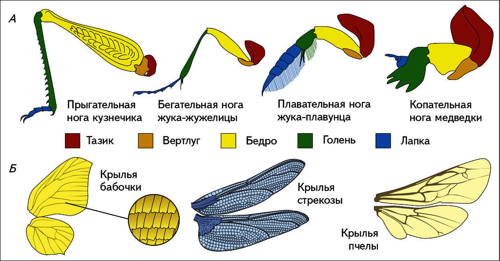 Лапки насекомых картинки