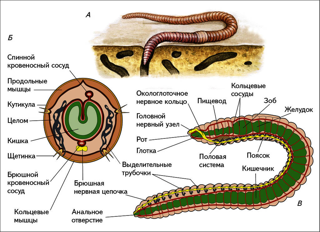 Особенности жизнедеятельности червя. Строение кольчатых червей рисунок. Внутреннее строение кольчатых червей схема. Внешнее строение кольчатых червей рисунок. Малощетинковые кольчатые черви строение.