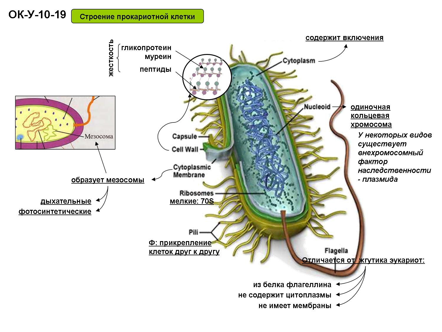 Шпаргалка: Прокариотные микроорганизмы