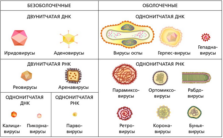 Лисица обыкновенная клеточная или неклеточная