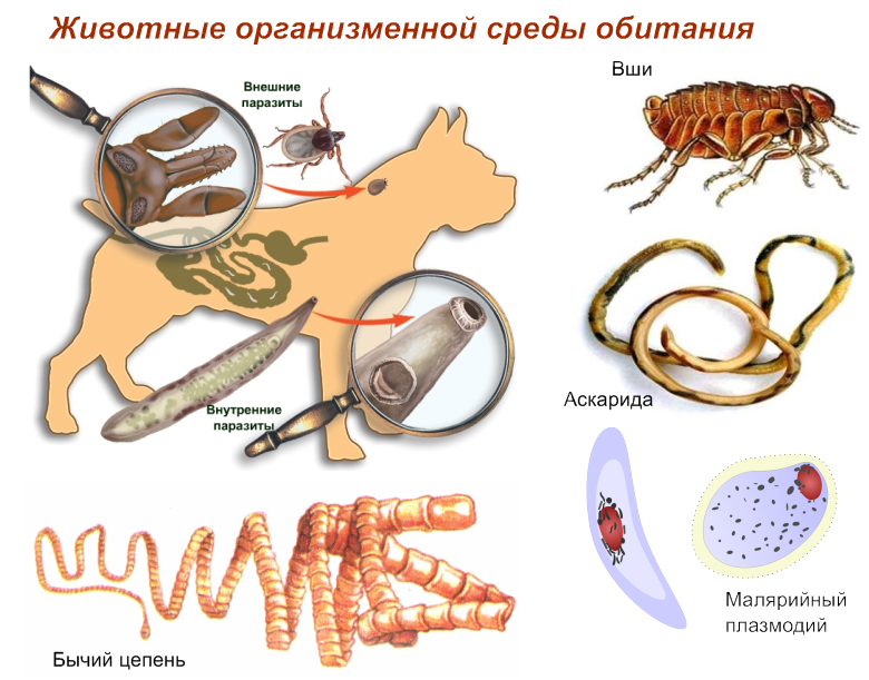 Чем внутренние паразиты отличаются от внутренних паразитов. Обитатели организменной среды паразиты. Организменная среда обитания паразиты. Живые организмы в организменной среде обитания. Физико-химические свойства организменной среды.
