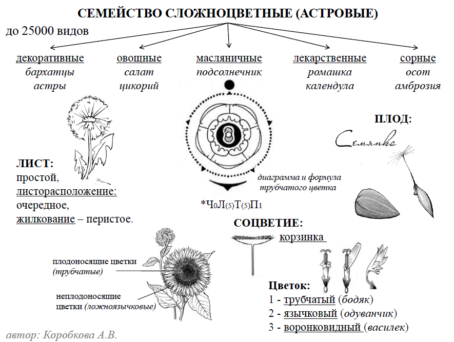 Сложноцветные схема. Схема семейства сложноцветных растений. Семейство Сложноцветные схема цветка. Строение цветков семейства астровых. Формула цветка сложноцветных схема.