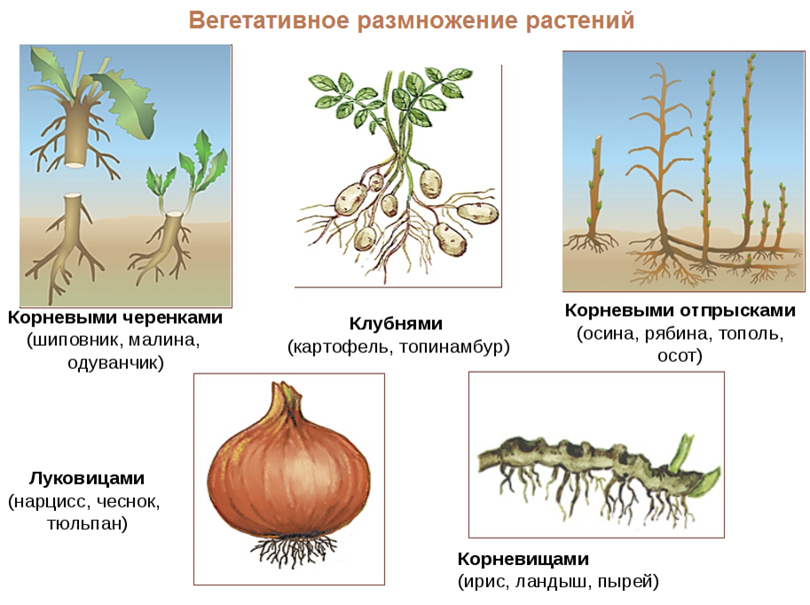 Способ растений. Бесполое размножение вегетативное размножение растений. Способ вегетативного размножения корень. Осот корневище. Бесполое размножение вегетативное размножение.