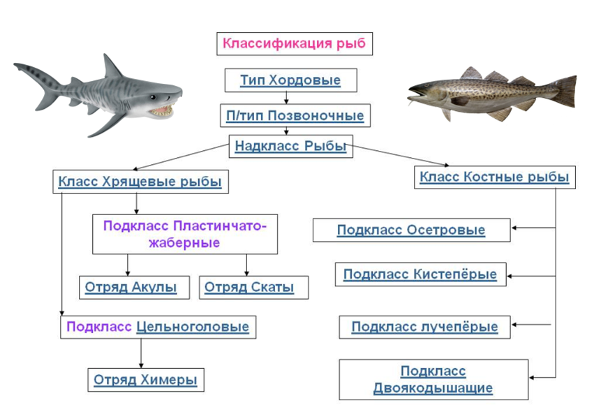 основные семейства промысловых рыб таблица