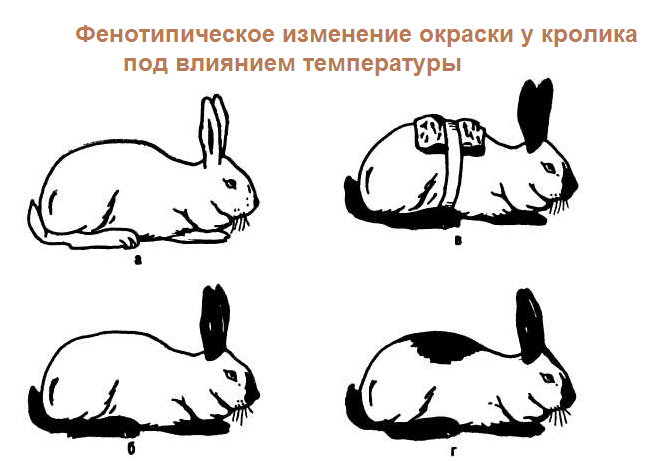 Изменение окраски животных. Фенотипическая модификационная изменчивость. Фенотипическая изменчивость кролика. Гималайский кролик фенотипическая изменчивость. Гималайский кролик модификационная изменчивость.