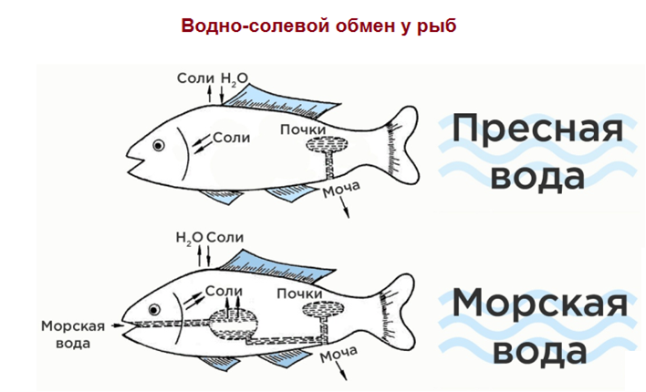 Продукт обмена веществ рыб. Водно солевой обмен рыб. Водно солевой обмен у пресноводных и морских рыб. Водно солевой баланс у рыб. Осморегуляция у рыб.