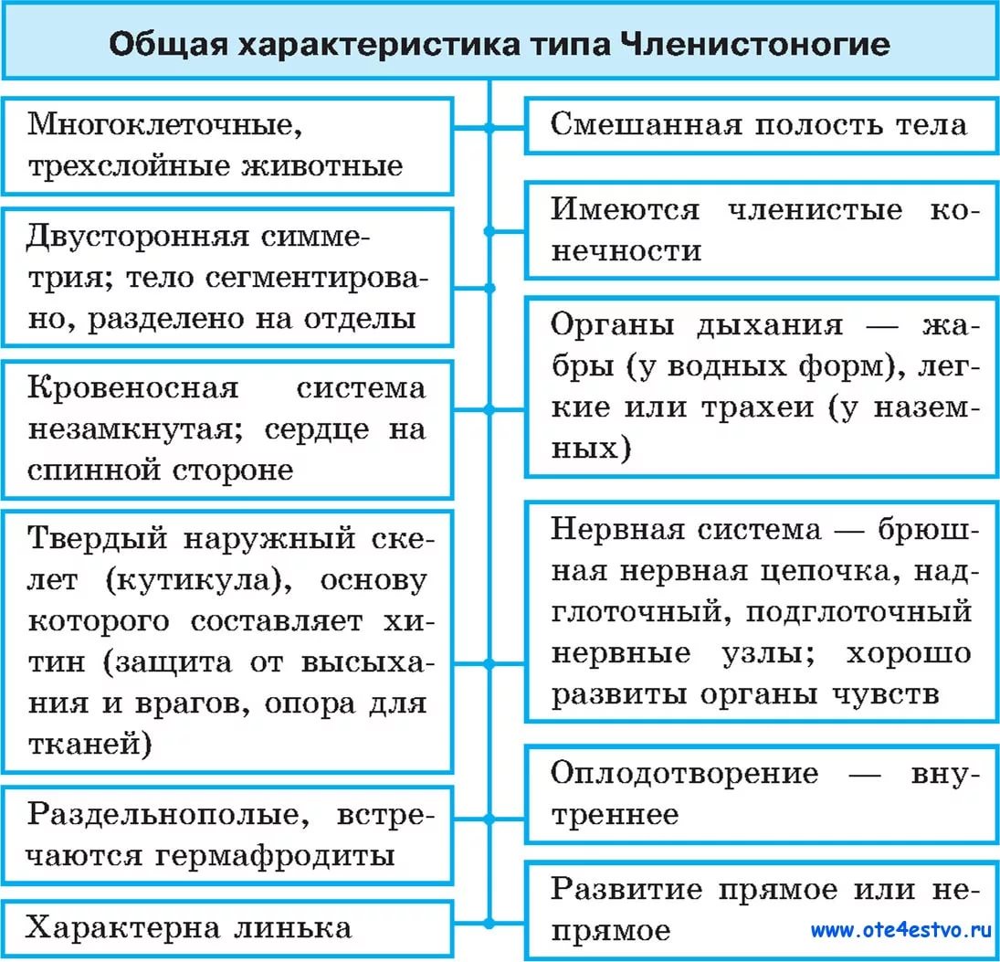 Признак характерный только для членистоногих. Таблица описания членистоногих. Общая характеристика членистоногих 7. Общая характеристика типа членистоногих. Тип Членистоногие общая характеристика.