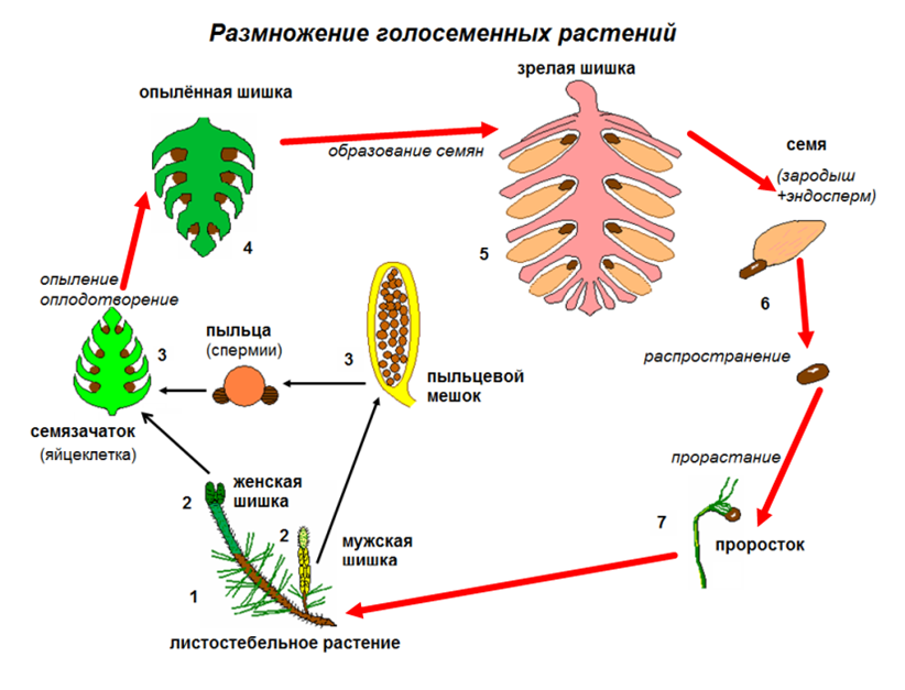 Схема размножения голосеменных растений 6. Цикл размножения голосеменных растений 6 класс. Оплодотворение голосеменных растений схема. Размножение голосеменных растений схема.