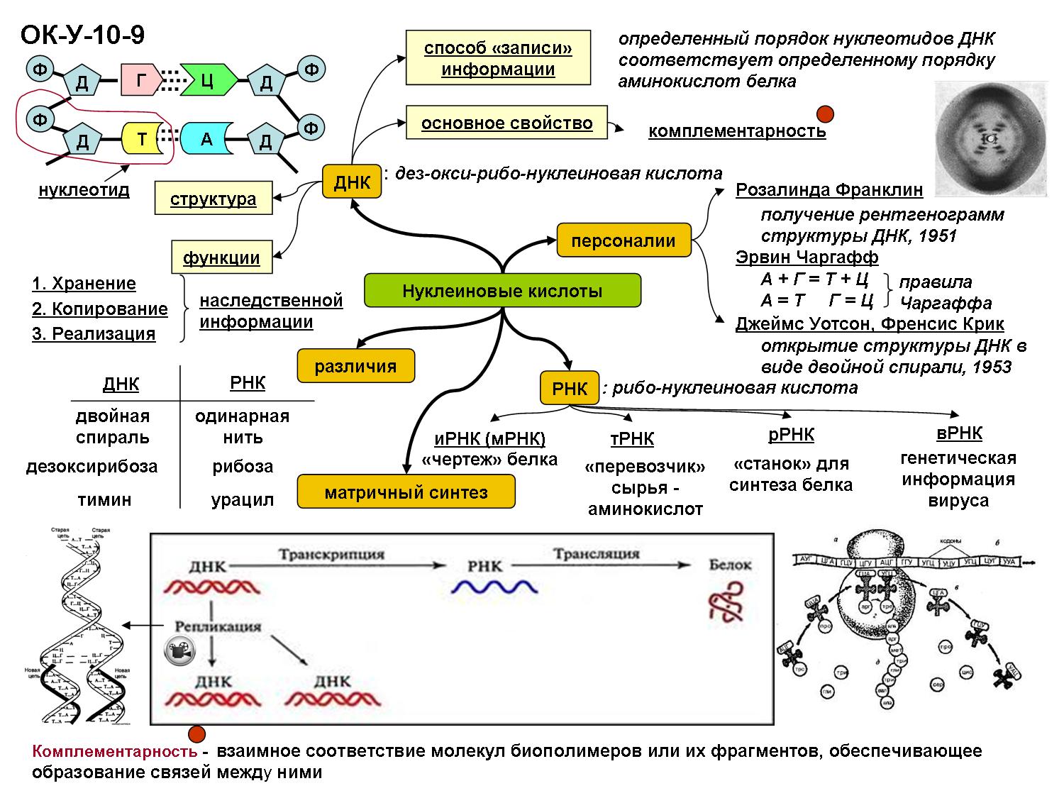Синтез интернет. Ментальная карта нуклеиновые кислоты. Нуклеиновые кислоты опорный конспект. Нуклеиновые кислоты конспект-схема. Ментальная карта биосинтеза белка.