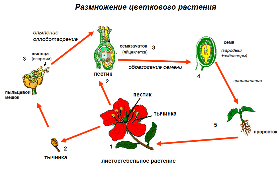 Схема опыления и оплодотворения цветкового растения 6 класс. Схема полового размножения покрытосеменных растений. Половое размножение покрытосеменных растений схема. Процесс размножения покрытосеменных растений схема.