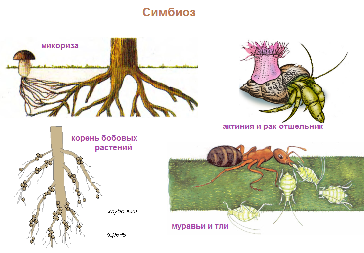 Микориза мутуализм. Микориза это симбиоз. Симбиотические отношения растений. Симбиоз примеры животных.