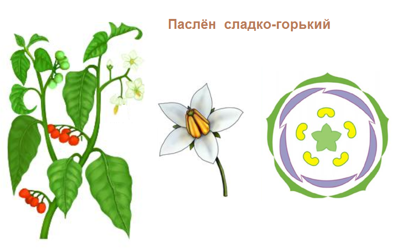 Каковы отличительные признаки пасленовых