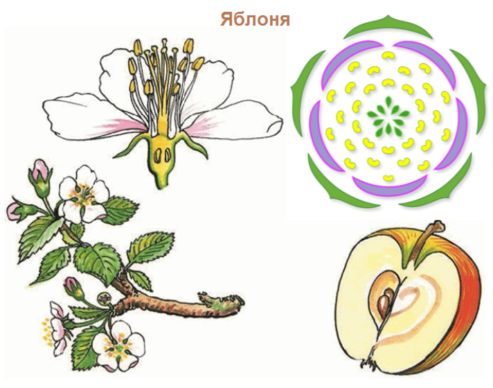 Формула цветка растений семейства розоцветные ответ. Диаграмма цветка яблони 6 класс биология. Формула цветка розоцветных рисунок. Семейство Розоцветные яблоня. Семейство Розоцветные строение.