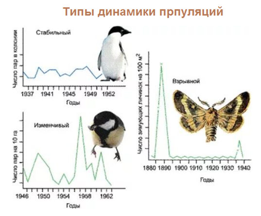 Типы изменения численности популяции. Динамика численности популяции. Виды колебания численности. Сезонная динамика численности птиц.