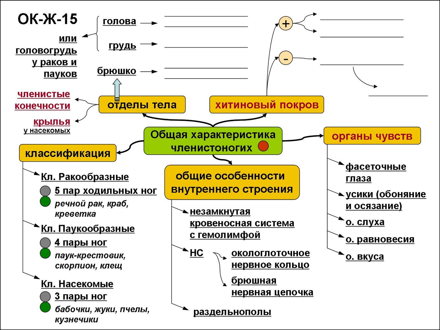 Интеллект карта плоские черви