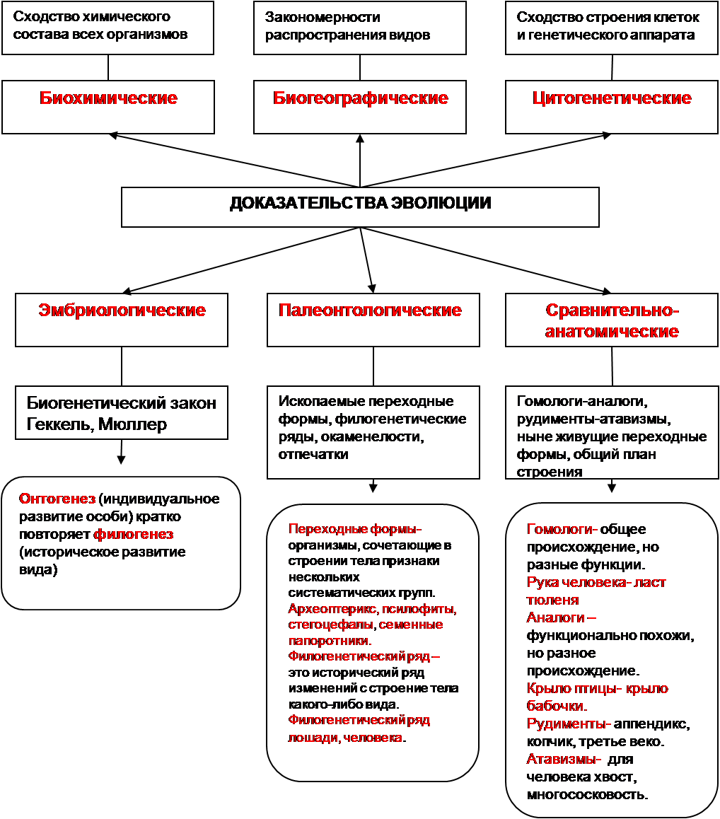 Схема эволюционного процесса человека