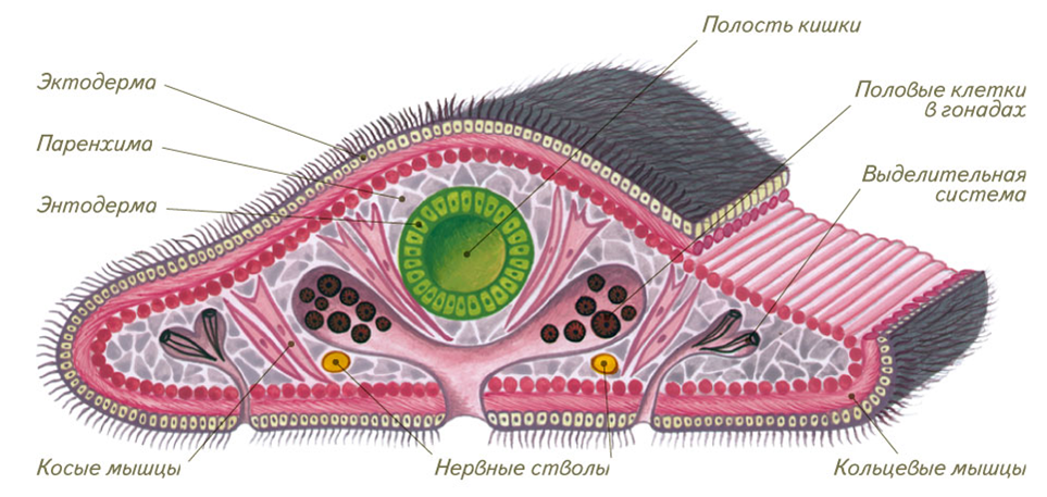 Реснитчатые черви строение. Ресничные черви кожно мускульный мешок. Кожно-мускульный мешок у ресничных червей. Строение кожно мускульного мешка плоских червей. Звездчатые клетки черви