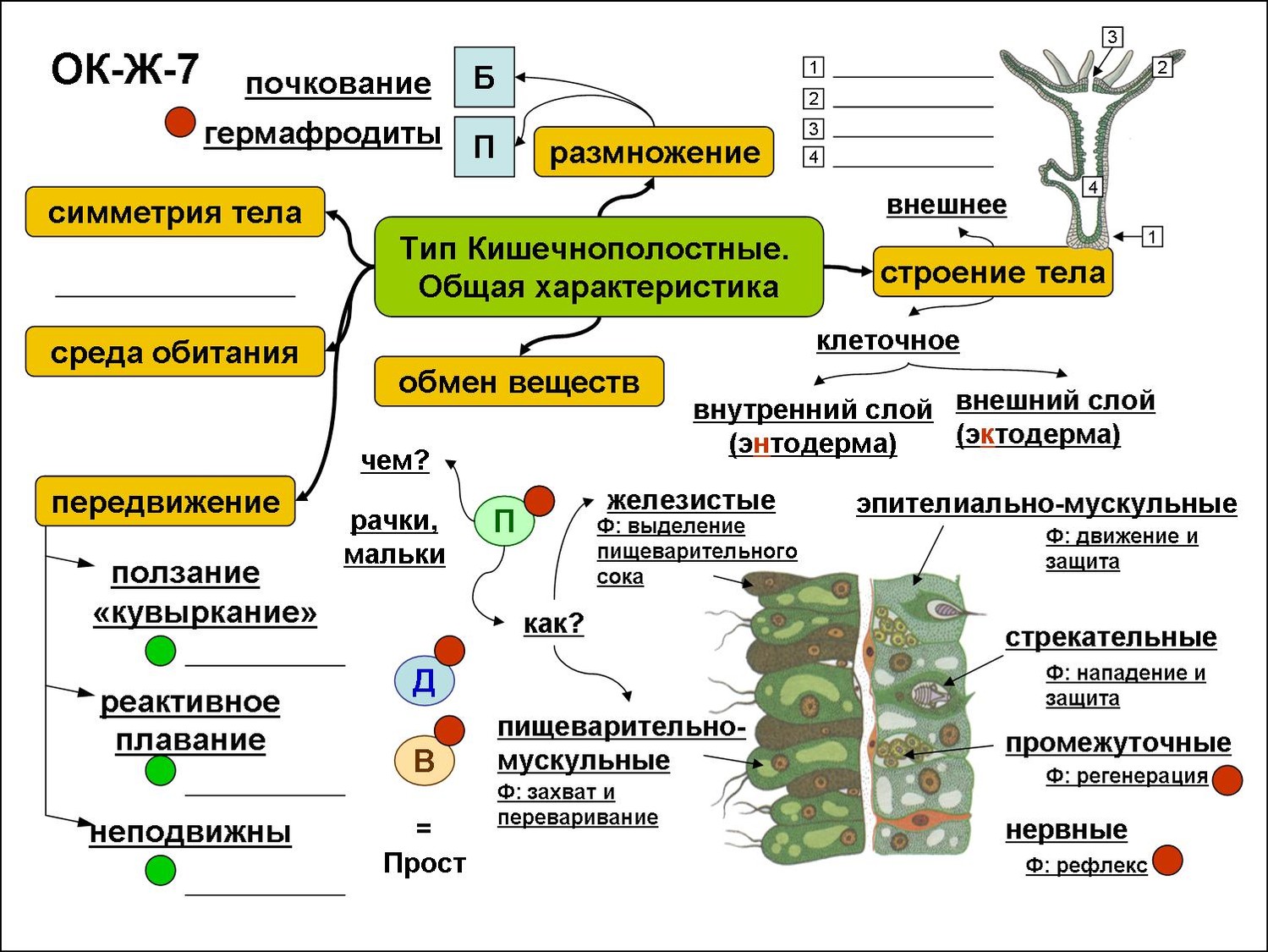 Опорные схемы по биологии. Кишечнополостные опорный конспект по биологии. Конспекты по биологии. Опорный конспект биология. Опорная схема биология.