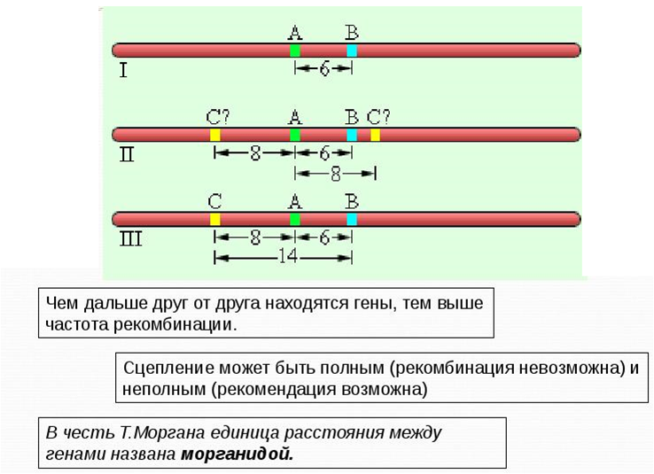 Хромосомная теория наследственности сцепленное наследование генов 10 класс презентация