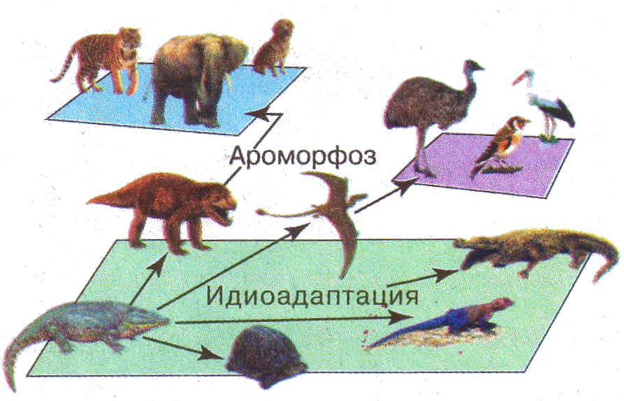 Эволюционная дегенерация. Выявление идиоадаптаций у животных. Ароморфозы млекопитающих животных. Ароморфозы в эволюции. Пример идиоадаптации у жив.