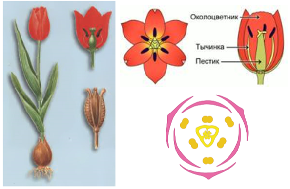 Какой тип питания характерен для тюльпана лесного. Семейство Лилейные диаграмма цветка. Формула цветка семейства Лилейные. Семейство Лилейные тюльпан. Семейство Лилейные строение.