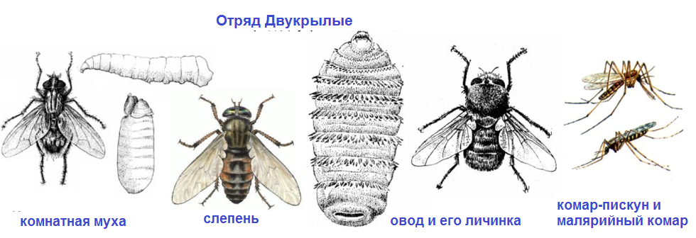 Отряд Двукрылые представители. Отряд Двукрылые комары строение. Представители класса Двукрылые. Строение двукрылых насекомых.