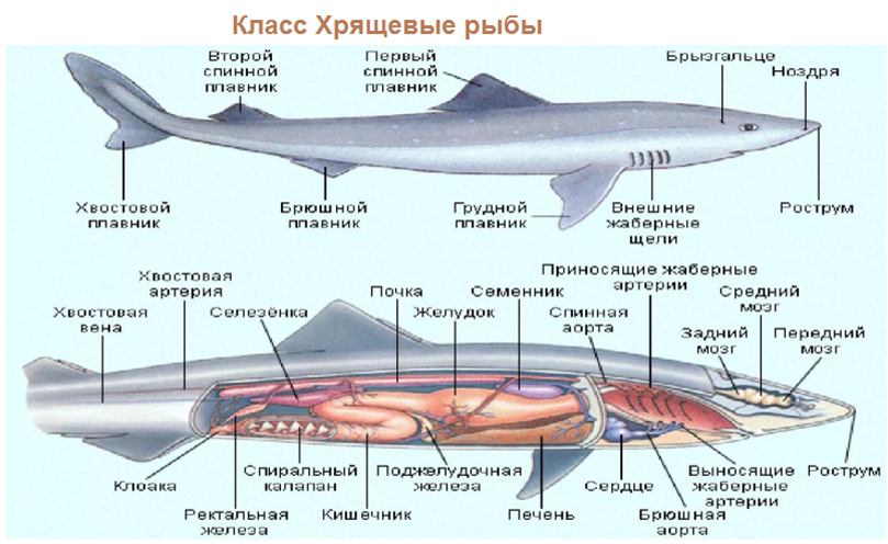 Систематика рыб схема