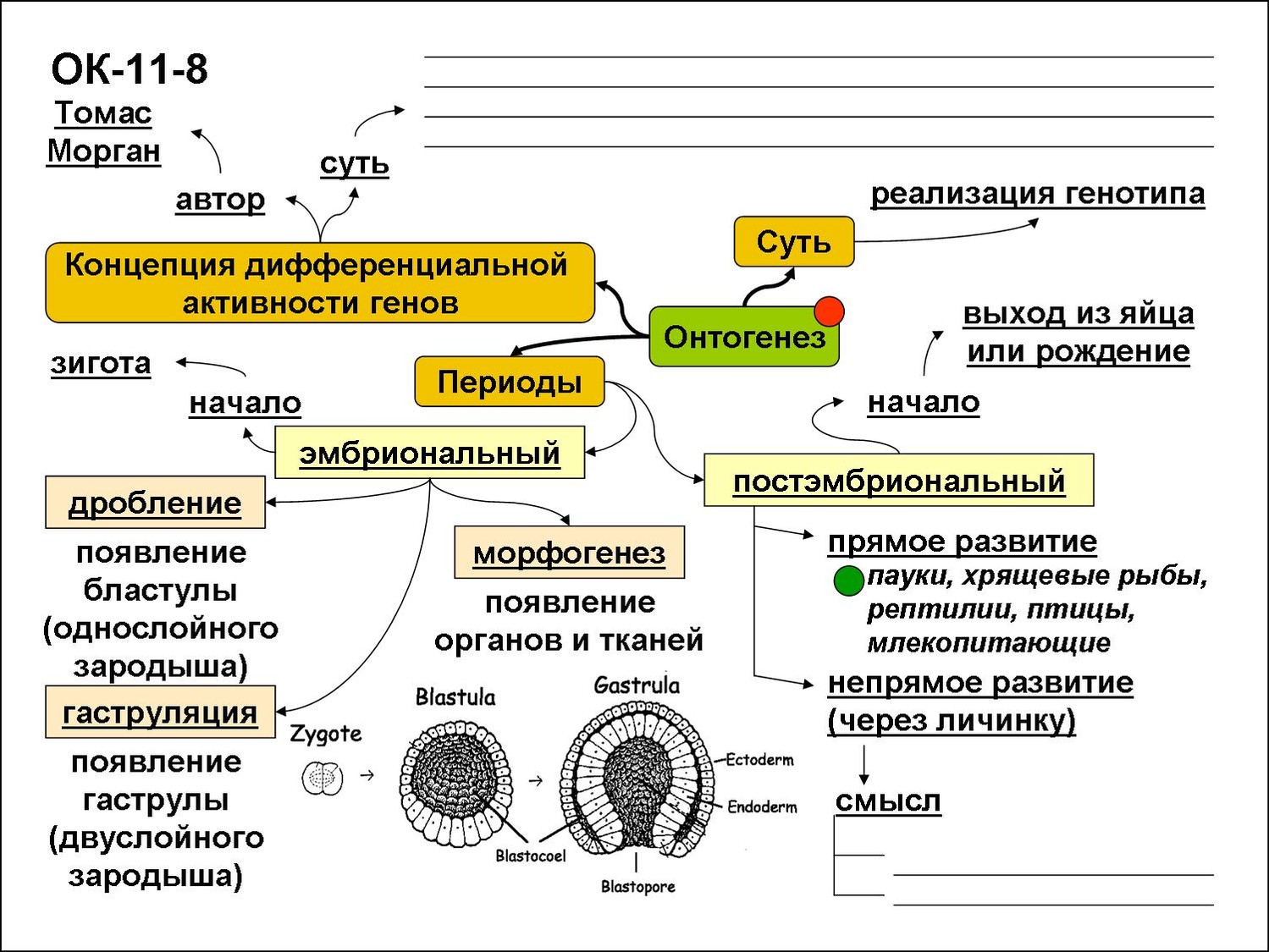 Эмбриогенез егэ схема