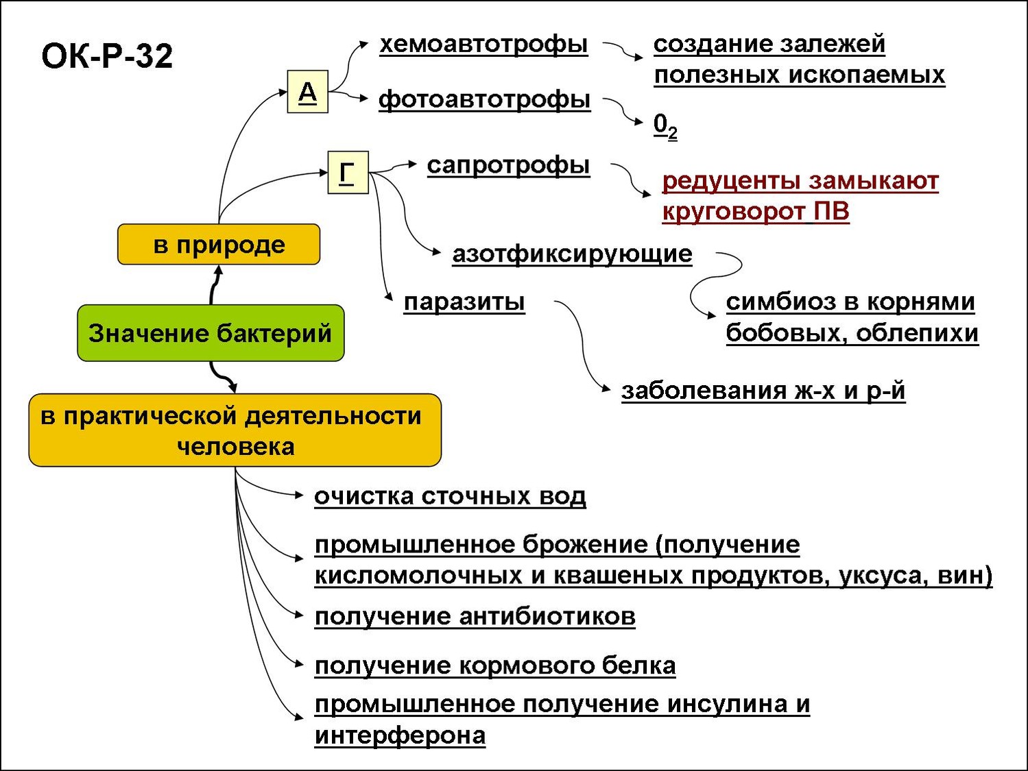 Роль бактерий схема