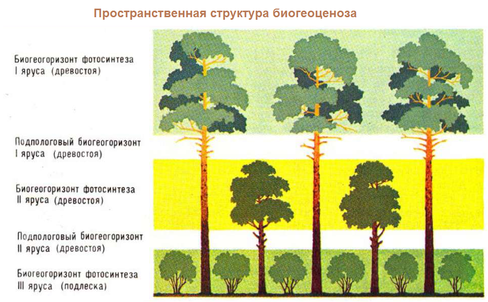 Чем характеризуется биоценоз смешанного леса ярусность плохой. Пространственная структура биоценоза ярусность. Пространственная структура степи ярусность.