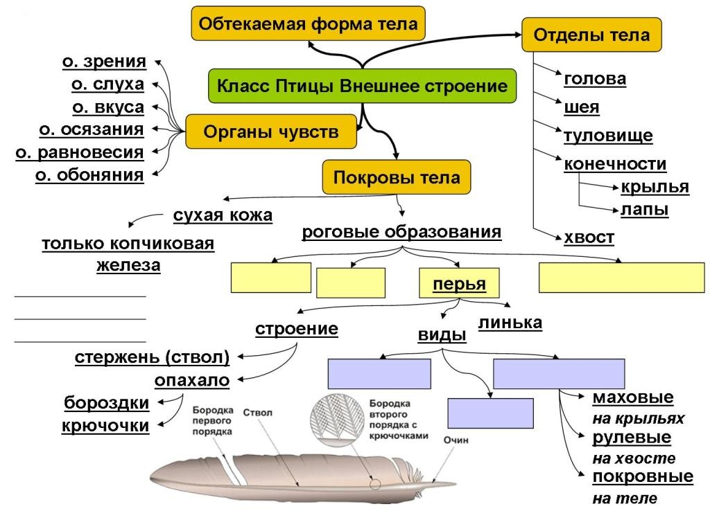 Птицы интеллект карта