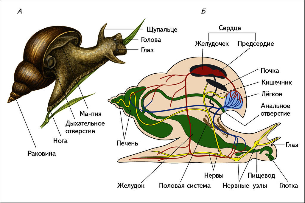 Сердце улитки. Брюхоногие моллюски дыхательная система. Дыхательная система брюхоногих моллюсков. Половая система типа моллюсков. Тип моллюски половая система.