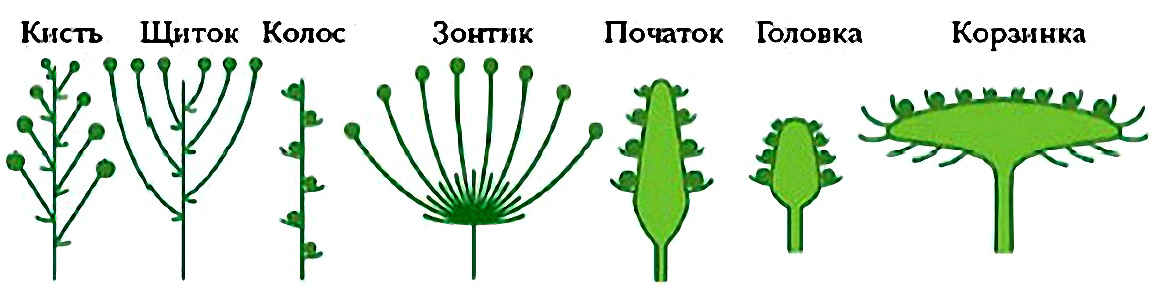 Рисунок простого соцветия