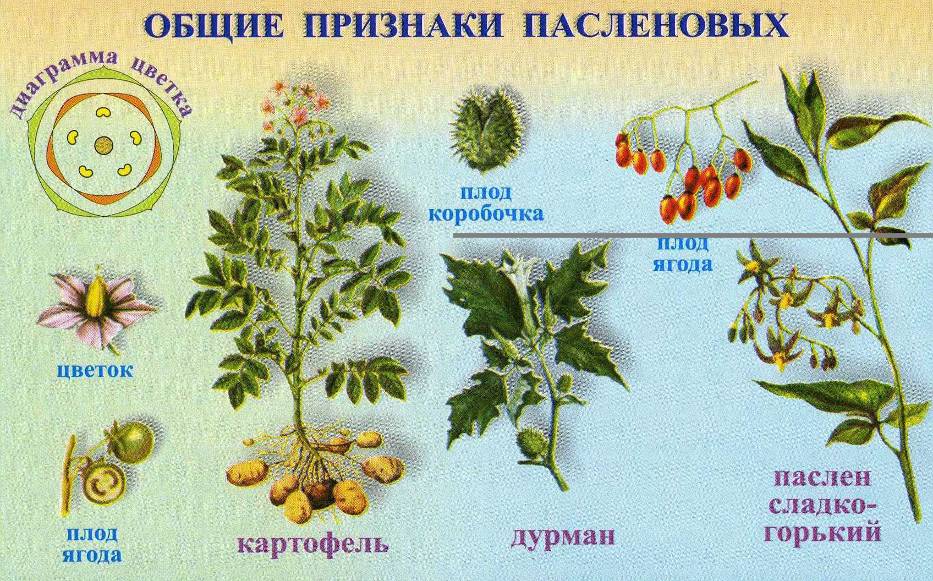 Обозначь на каком рисунке изображен признак характерный для класса двудольных растений