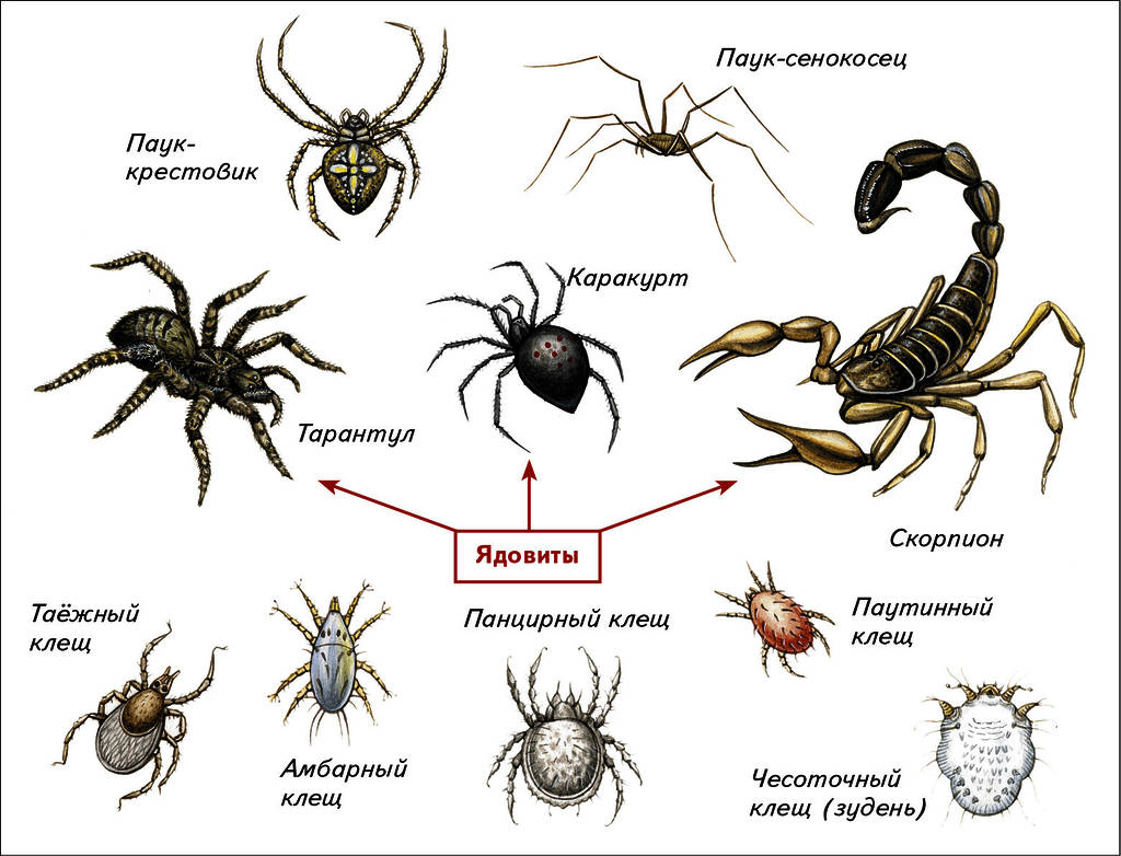 Паук относится к паукообразным. Классификация паукообразных 7 класс. Паукообразные отряд пауки. Скорпионы представители класса паукообразных. Класс паукообразные представители класса.