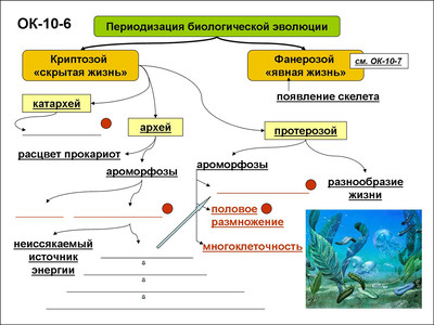 Настоящее время биологическое. Биологический этап развития жизни на земле. Этапы биологической эволюции на земле. Периодизация биологической эволюции. Физико-химическая Эволюция в развитии биосферы.