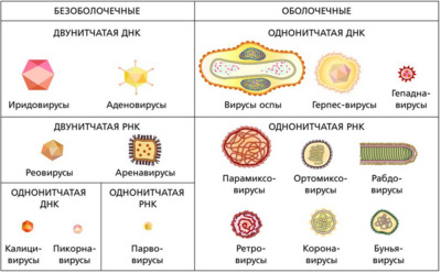 Вирусы неклеточная форма жизни презентация 10 класс