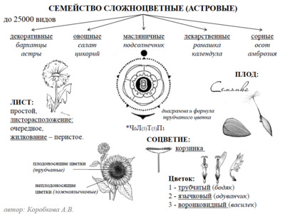 Схема опорная схема размышлений