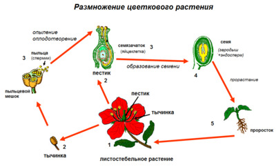 Жизненный цикл растений картинки