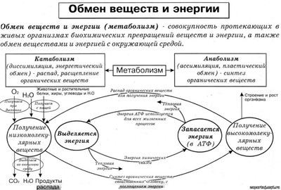 К схемам выдвижения относится амфиболия