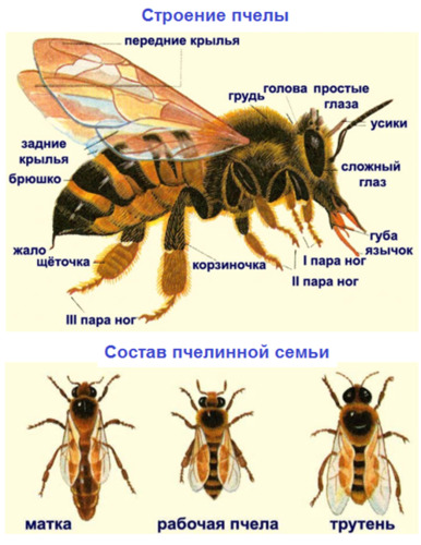 Бзык насекомое фото и названия