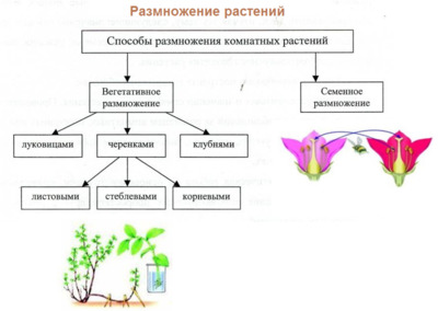 Микроклональное размножение растений схема